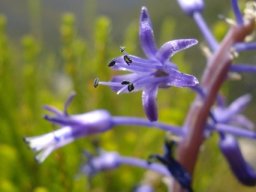Spetaea lachenaliiflora flowers